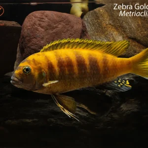 Zebra Gold Mbuna