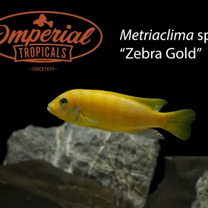 Zebra Gold "Mundola"
