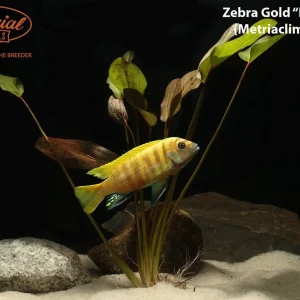 Zebra Gold "Ruarwe"