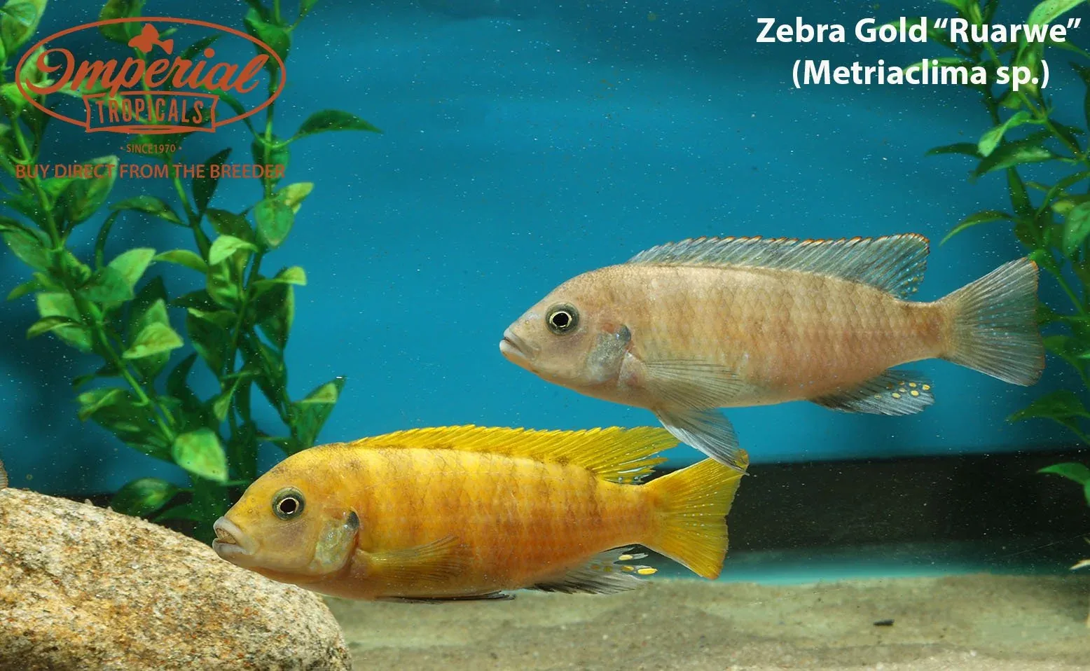 Zebra Gold "Ruarwe" - Image 2
