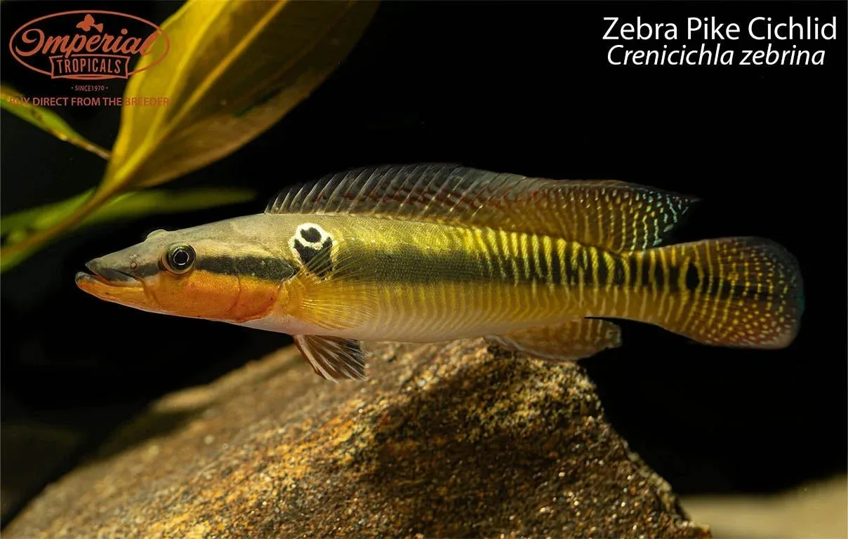 Zebra Pike Cichlid - Image 2