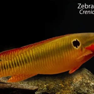 Zebra Pike Cichlid