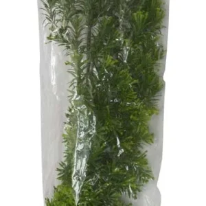 Zoo Med Natural Bush Borneo Star Plants Green 22 in, Large