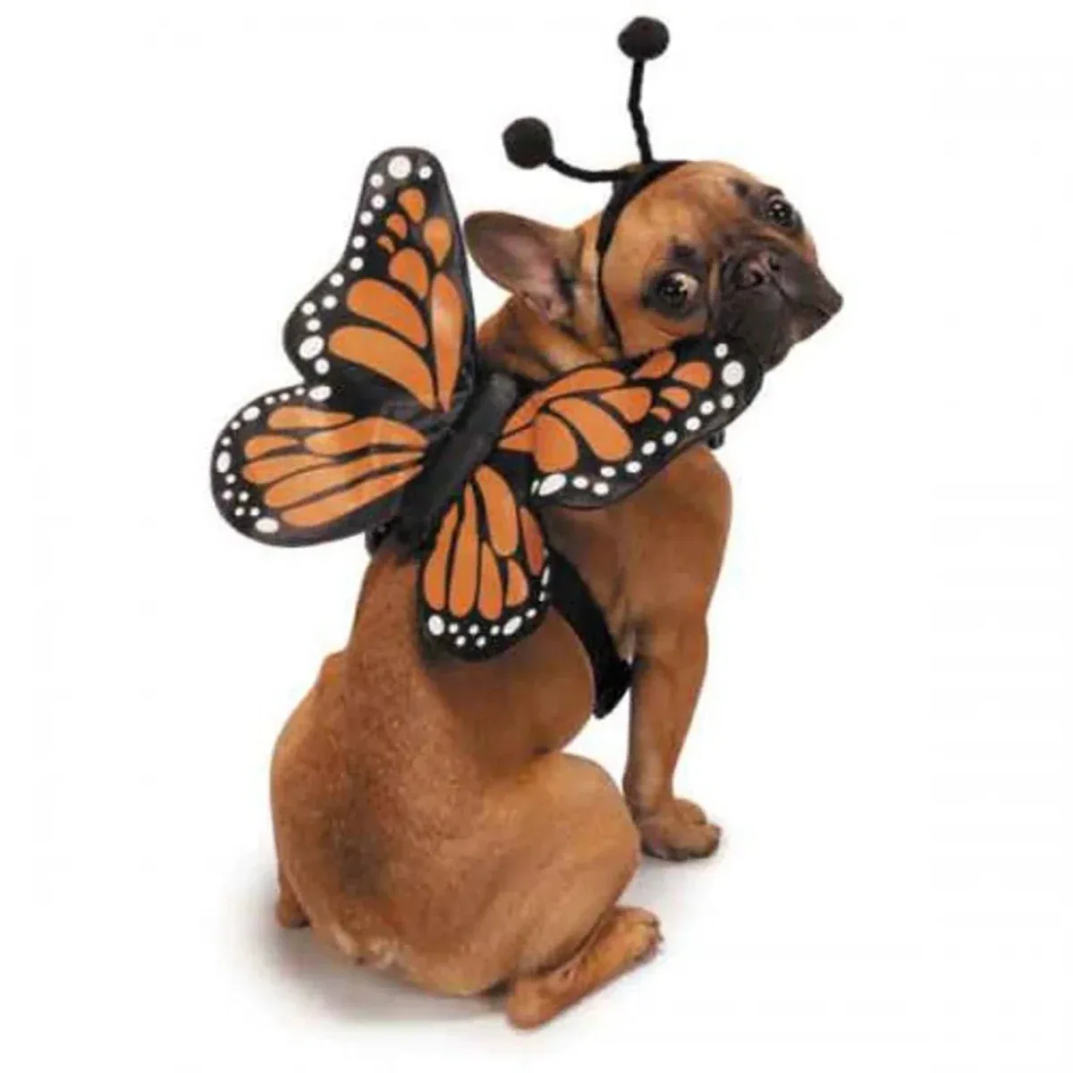 ZZ Butterfly Glow Harnesses Costume - Image 2
